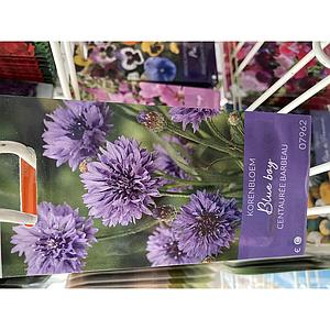 CENTAUREA KORENBLOEM BLUE BOY