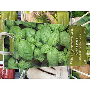 BASILICUM GROOTBLADIG GENOVESE