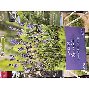 LAVENDEL