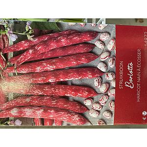 STRUIKPRINSES BORLOTTO