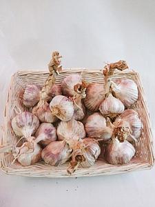 Plantlook Morado 40+ 250g