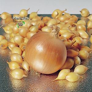 Plantajuin Hercules 14/21 500gr