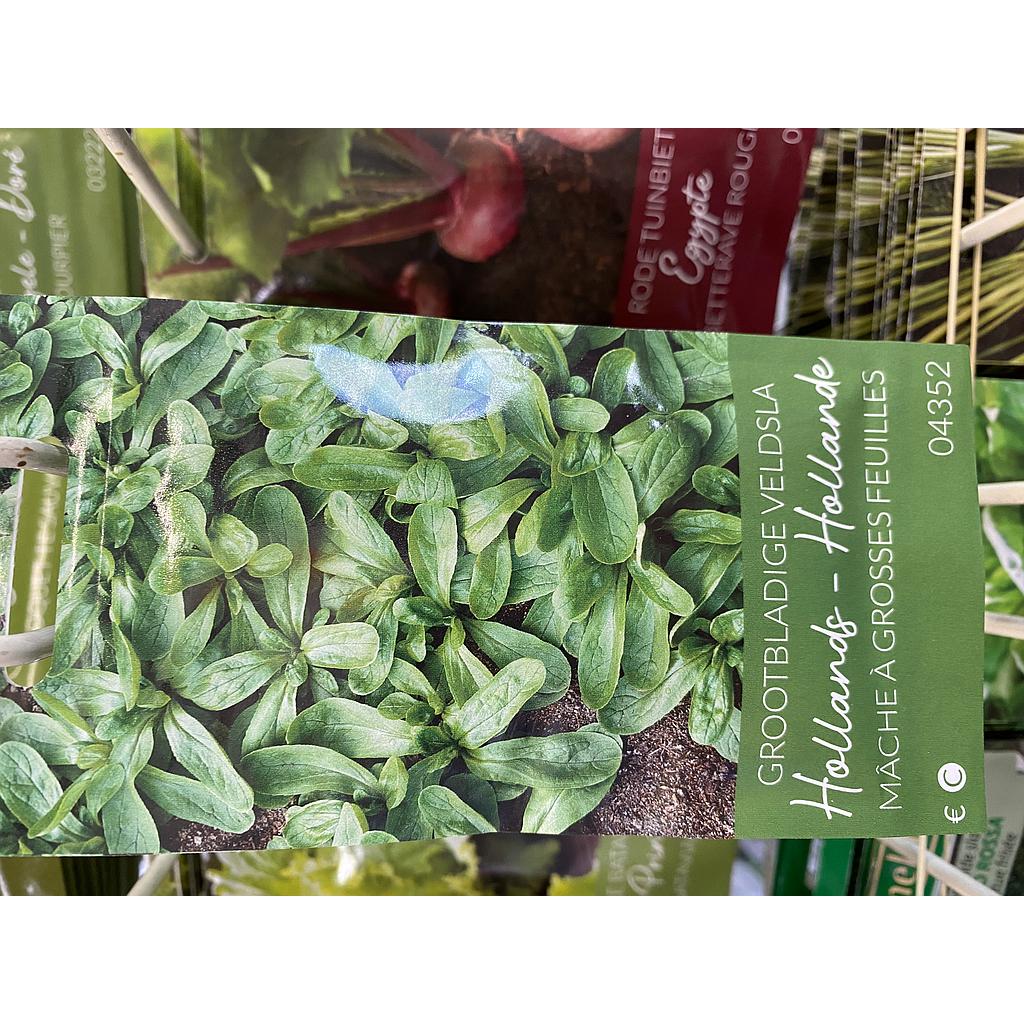 VELDSLA HOLLANDSE GROOTBLADIGE