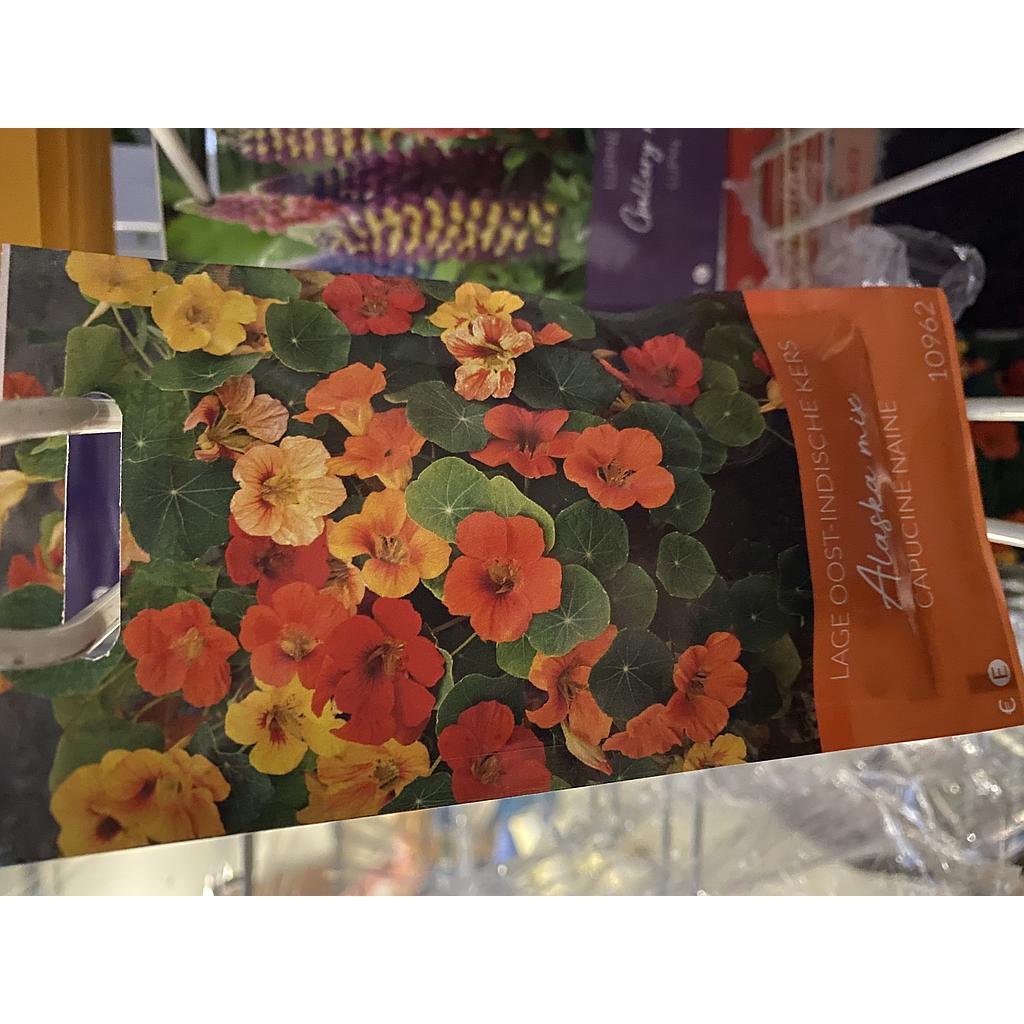 KAPUCIJNEN DWERG TROPAEOLUM ALASKA