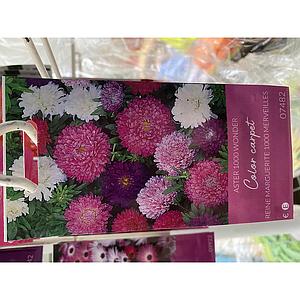 ASTER COLOR CARPET 
