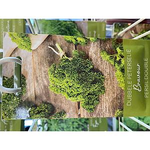 PETERSELIE  DUBBELE BRAVOUR