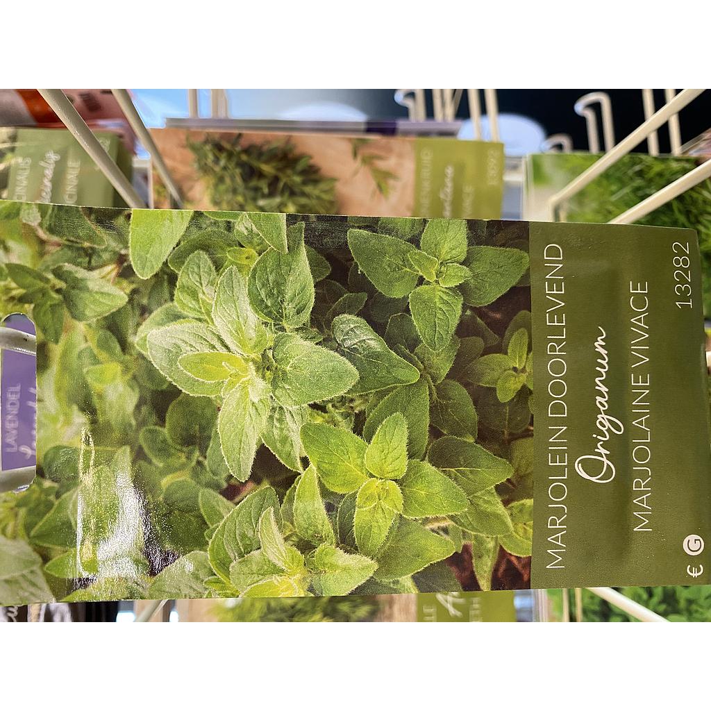 MARJORAAN ORIGANUM DOORLEVEND