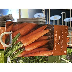 WORTELEN NANTES 6 FANCY