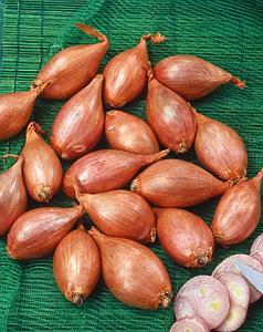 Plantsjalot Longor 15/35 500gr