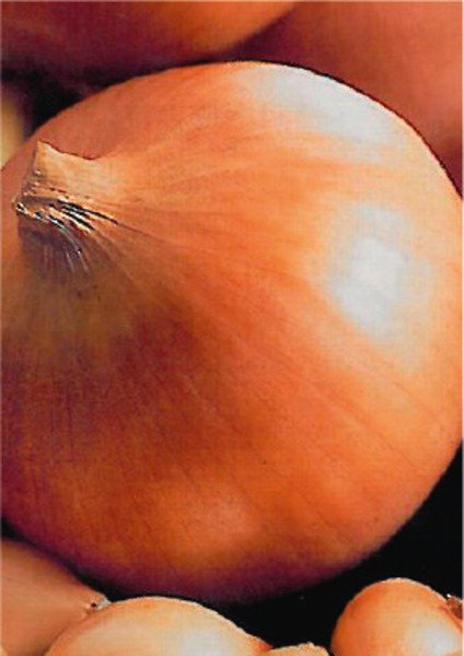 Plantajuin Sturon 14/21 500gr