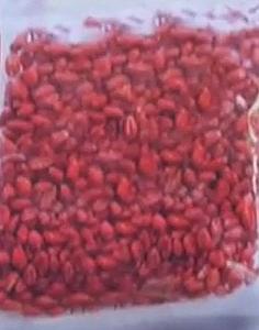 RACO 25 MUIZEN (PRO) 25gr